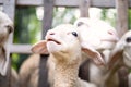 Cute little lamb portrait Royalty Free Stock Photo