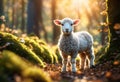 Cute little lamb standing alone in the forest among a sunlit trees Royalty Free Stock Photo