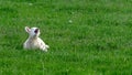 Cute little lamb waking up and yawning