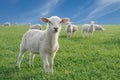 Cute little lambs Royalty Free Stock Photo
