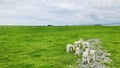 The cute little lambs are amiable. Royalty Free Stock Photo