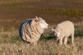 Cute little lambs on fresh green meadow