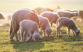 Cute little lambs on fresh spring green meadow during sunrise Royalty Free Stock Photo