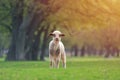 Cute little lambs on fresh spring green meadow during sunset Royalty Free Stock Photo