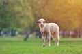 Cute little lambs on fresh spring green meadow during sunset Royalty Free Stock Photo