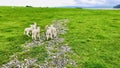 The cute little lambs gathered on the broad grassland. Royalty Free Stock Photo