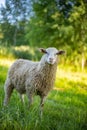 Cute little lambs gazing on meadows. Texel Cross Ewe, a female sheep with her newborn lamb. A tender moment between Royalty Free Stock Photo