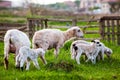 cute little lambs playing in green spring meadow Royalty Free Stock Photo