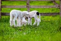 cute little lambs playing in green spring meadow Royalty Free Stock Photo