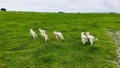 Cute little lambs are running and chasing, playing on the green lawn. Royalty Free Stock Photo