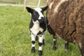 Cute little lambs and sheep in black and white on fresh spring green meadow in the sun Royalty Free Stock Photo