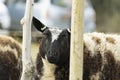 Cute little lambs and sheep in black and white on fresh spring green meadow in the sun Royalty Free Stock Photo