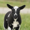 Cute little lambs and sheep in black and white on fresh spring green meadow in the sun Royalty Free Stock Photo