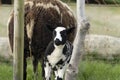 Cute little lambs and sheep in black and white on fresh spring green meadow in the sun Royalty Free Stock Photo