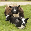 Cute little lambs and sheep in black and white on fresh spring green meadow in the sun Royalty Free Stock Photo