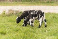 Cute little lambs and sheep in black and white on fresh spring green meadow in the sun Royalty Free Stock Photo