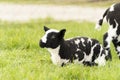 Cute little lambs and sheep in black and white on fresh spring green meadow in the sun Royalty Free Stock Photo