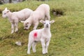 Cute little lambs in spring Royalty Free Stock Photo