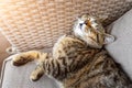 Cute little lazy tired tabby cat relaxing enjoy lying, napping and dreaming on cozy outdoor wicker armchair at backyard