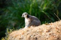 Adorable small lemur atop a cluster of dried grasses Royalty Free Stock Photo