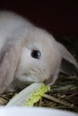A cute little light floppy-eared bunny eats salad in the stall