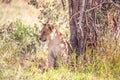 Kenya, savanna. Little lion cubs in a meadow, safari, masai mara. Spectacular children playing in the steppe Royalty Free Stock Photo