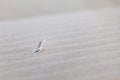 Cute little lizard in the desert in Abu Dhabi, closeup. Minimalism concept.