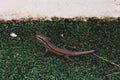 Cute little lizard sitting on green grass golf course. Wildlife in natural environment. Exotic reptile in outdoor field ground or Royalty Free Stock Photo