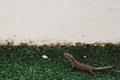 Cute little lizard sitting on green grass golf course. Wildlife in natural environment. Exotic reptile in outdoor field ground or Royalty Free Stock Photo