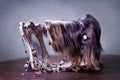 Cute little long-haired yorkshire terrier dog in beads looks in the mirror Royalty Free Stock Photo