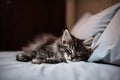 Cute little maine coon kitten sleeping on bed near the pillow, concept of relax and cozy home atmosphere. Generative AI Royalty Free Stock Photo