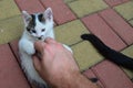 Cute little male bicolor kitten with nice moustache like black color patch around the nose cuddled on chest Royalty Free Stock Photo