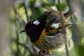 Cute Little Male Stitchbird / Hihi In New Zealand Forest