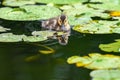 A cute little Mallard duckling Anas platyrhynchos is swimming on a lake that covered by lotus leaves Royalty Free Stock Photo