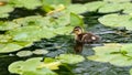 A cute little Mallard duckling Anas platyrhynchos is swimming on a lake that covered by lotus leaves Royalty Free Stock Photo