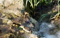 Cute little mallard ducklings on a stream Royalty Free Stock Photo