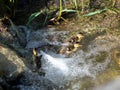 Cute little mallard ducklings on a stream Royalty Free Stock Photo