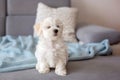 Cute little maltese dog puppy, sitting on the couch at home, looking at camera Royalty Free Stock Photo