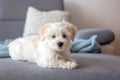 Cute little maltese dog puppy, sitting on the couch at home, looking at camera Royalty Free Stock Photo