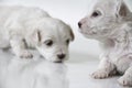 Cute little maltese puppies Royalty Free Stock Photo