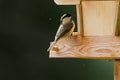 Cute little Marsh tit bird with black nape, crown perching on wooden bird house feeder, Autumn in Austria, Europe