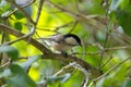 Cute little Marsh tit bird perching on tree branch during Autumn Royalty Free Stock Photo