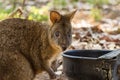 Tasmanian Pademelon in Australia Royalty Free Stock Photo