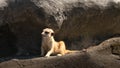A cute little meerkat sitting on a piece of rock and taking a look around. Adorable animal resting on a stone in the Royalty Free Stock Photo