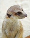 A cute little Meerkat sitting for a portrait Royalty Free Stock Photo