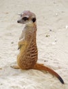 A cute little Meerkat sitting for a portrait Royalty Free Stock Photo
