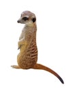 A cute little Meerkat sitting for a portrait Royalty Free Stock Photo
