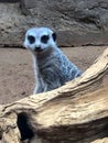 Cute little meerkat standing by log Royalty Free Stock Photo