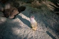 cute little Meerkat, Suricata suricatta, sitting on a rock Royalty Free Stock Photo