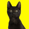 cute little metis black cat sitting and looking forward on yellow background